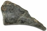 Fossil Dinosaur Bone Section - Montana #326477-2